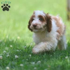 Pretzel, Cavapoo Puppy